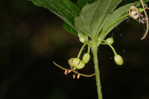 Medeola virginiana #6